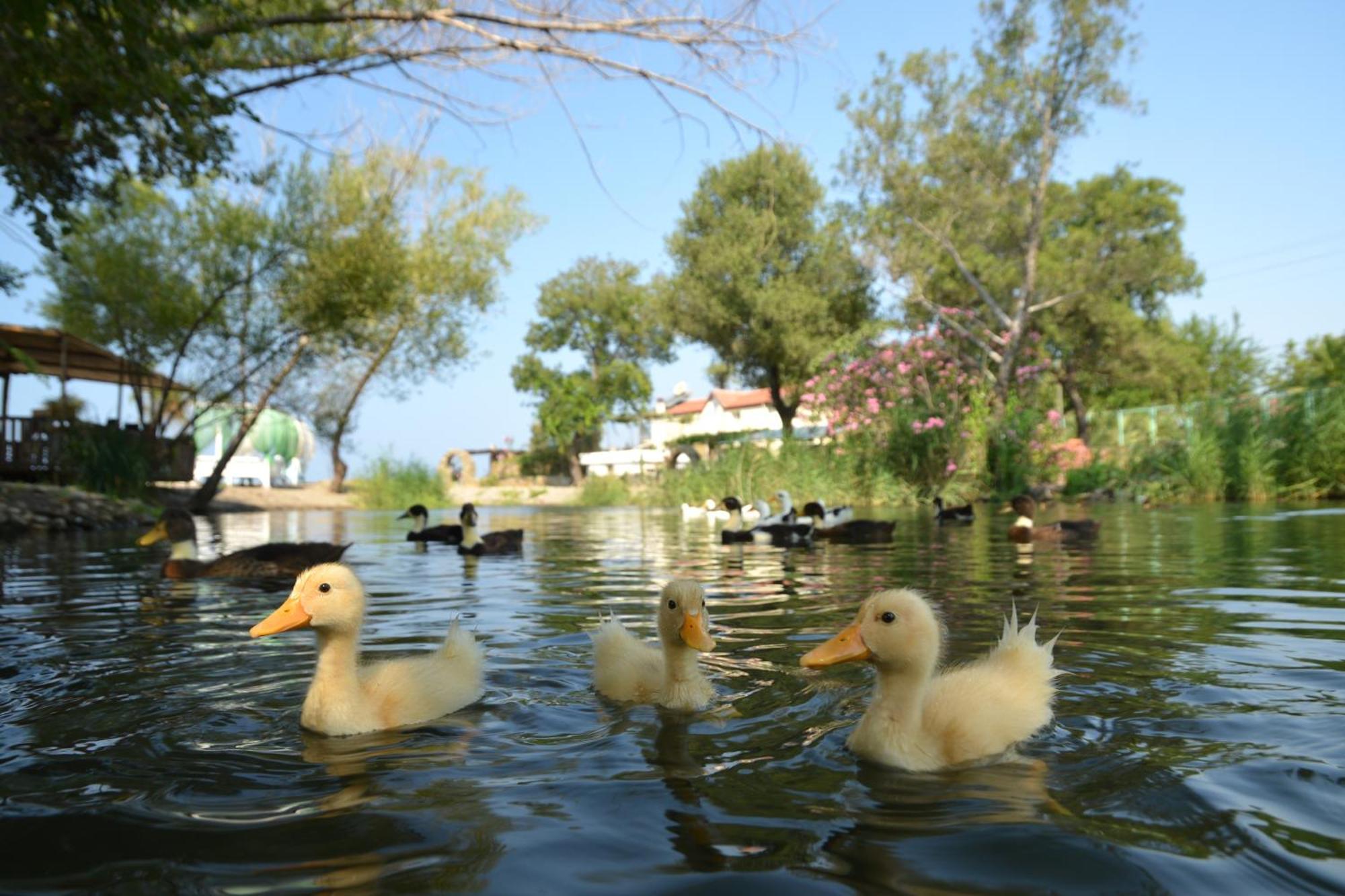 Yonca Lodge Fethiye Ngoại thất bức ảnh